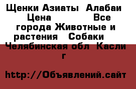 Щенки Азиаты (Алабаи) › Цена ­ 20 000 - Все города Животные и растения » Собаки   . Челябинская обл.,Касли г.